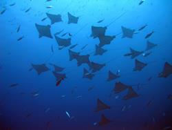 Gan Island Dive Centre - Maldives. Manta rays.